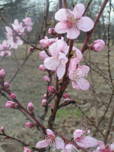 Peach tree in bloom